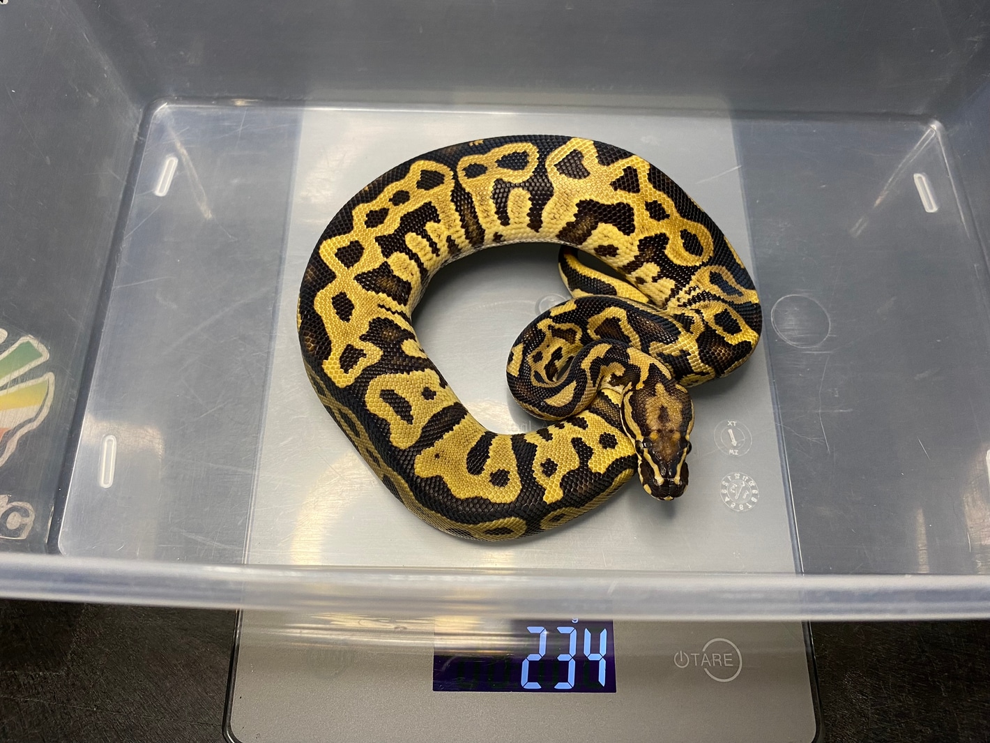 VANILLA GAL LEOPARD ver VANILLA GAL LEOPARD ver